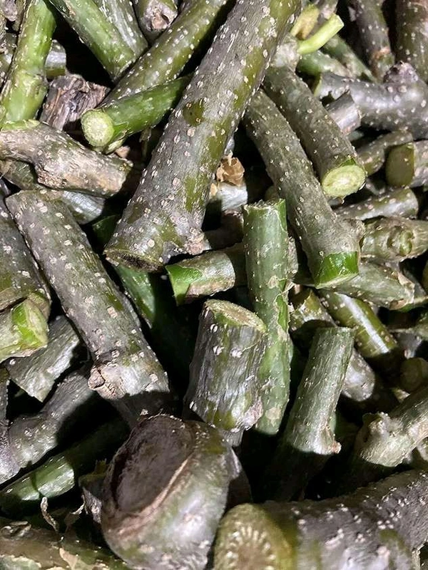 J.M.S Farma Gileye Plant/ Neem Tree Guruch - Ayurvedic, 0.100 GM