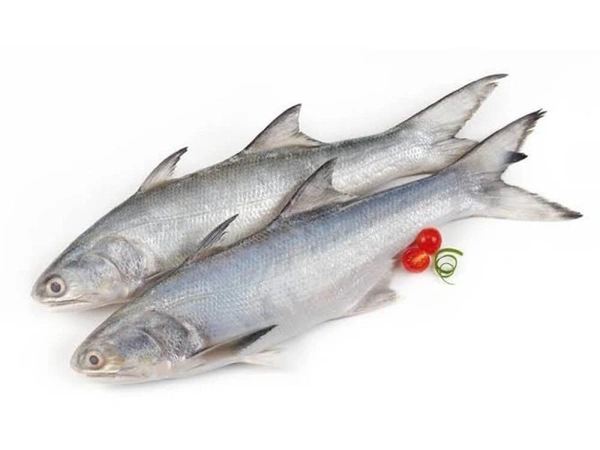 Fish - Indian Salmon