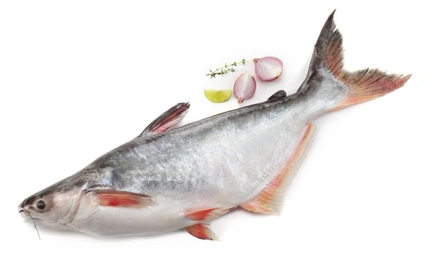 Fish - Basa