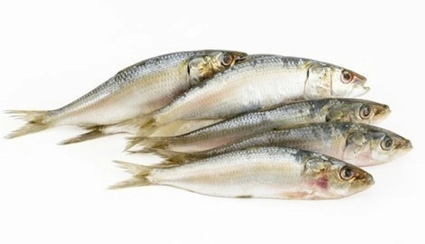 Fish - Mathy / Sardin