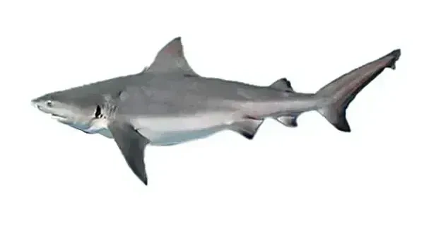 Fish - Shark