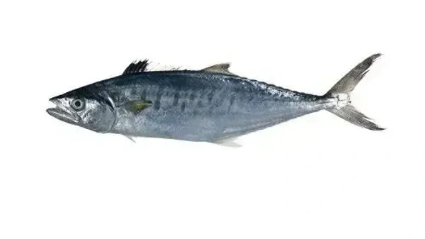 Fish - Seer Full