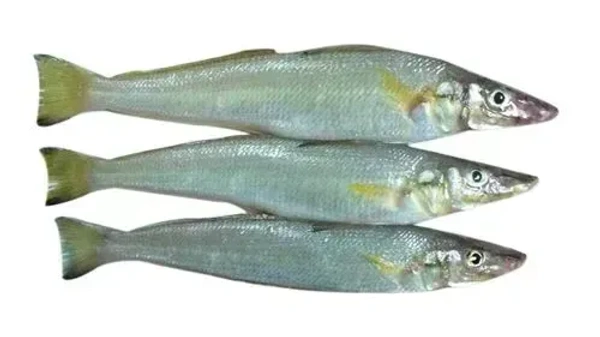 Fish - Kaane - Lady Fish