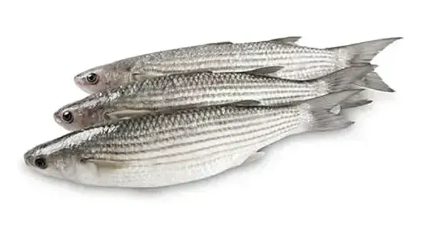 Fish - Hilsa