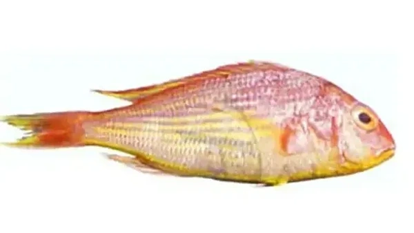 Fish - Shankara / Pinkperch
