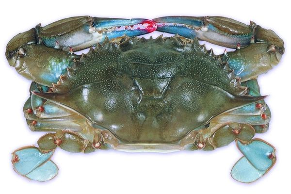 Crabs - Blue - 500g