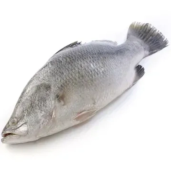 Fish - Betki