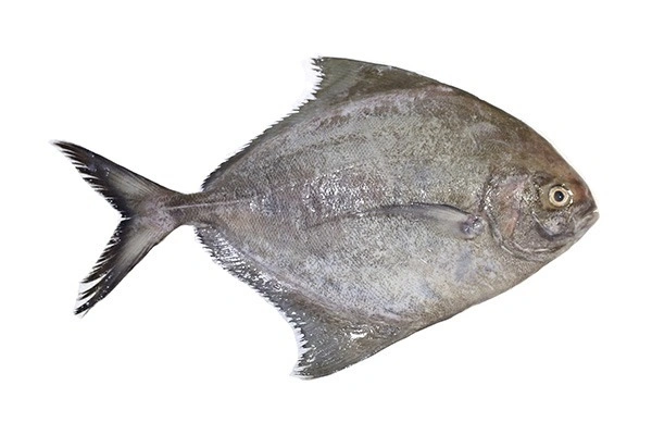 Fish - Black Pomfret