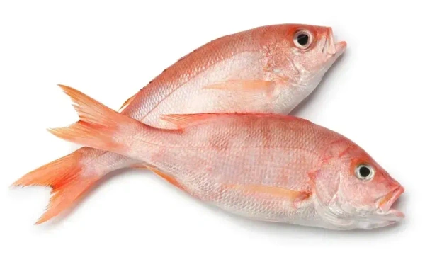 Fish - Red Snaper