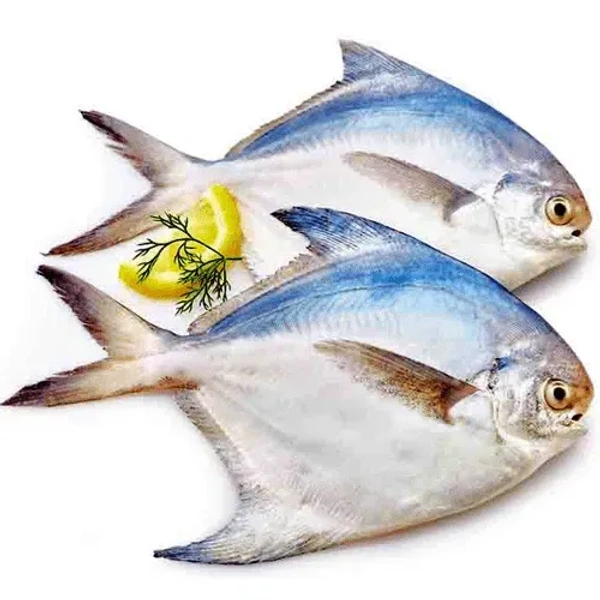 Fish - White Pompret