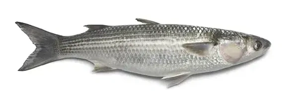 Fish - Mullet / Modave