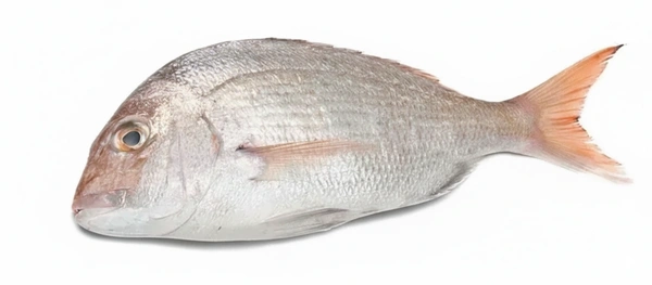 Fish - White Snapper (Vela Meen ) - 1Kg