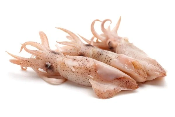 Fish - Squid