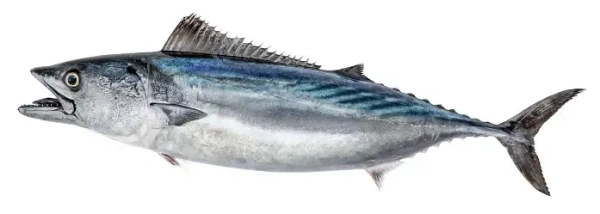 Fish - Tuna