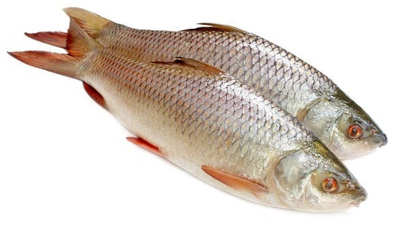 Fish - Rohu