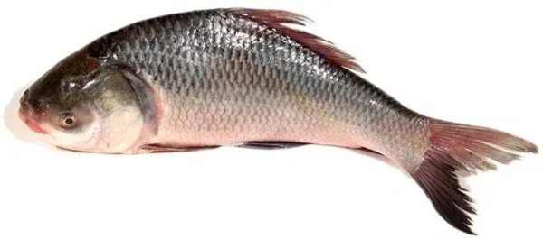 Fish - Catla
