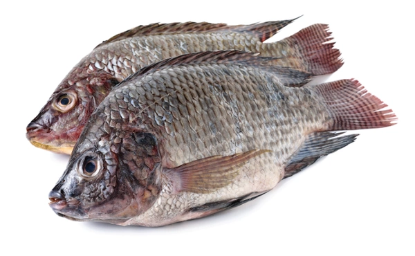 Fish - Tilapia