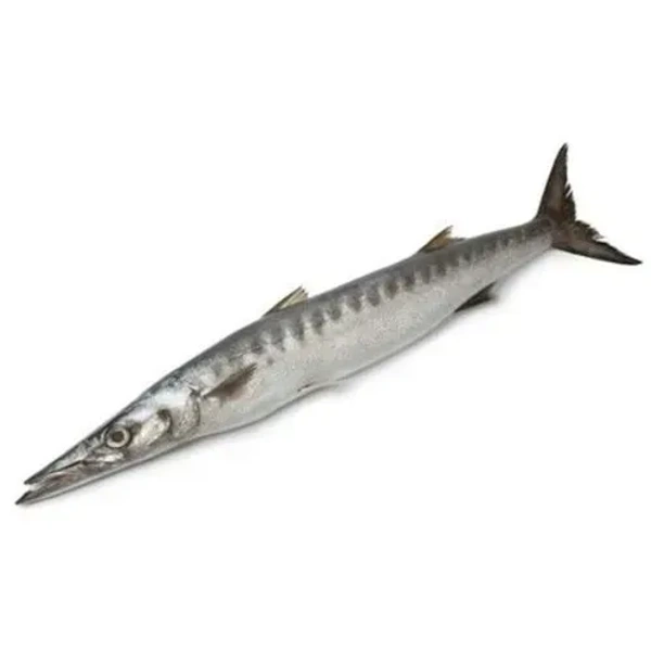 Fish - Sheela