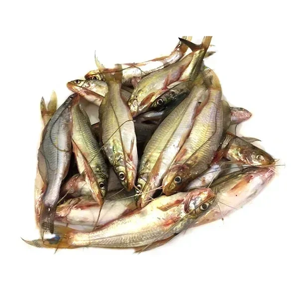 Fish - Tengra