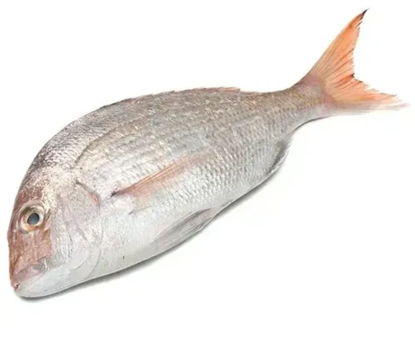 White Snapper / Vela Meen, 1Kg - 1Kg