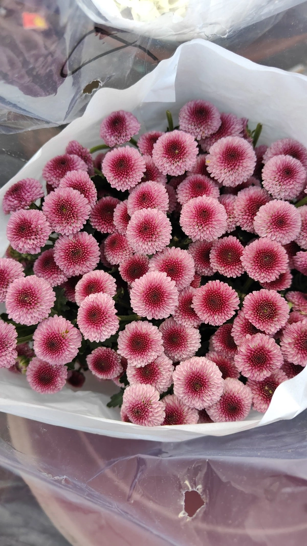 Pink button chrysanthemum - Tickle Me Pink