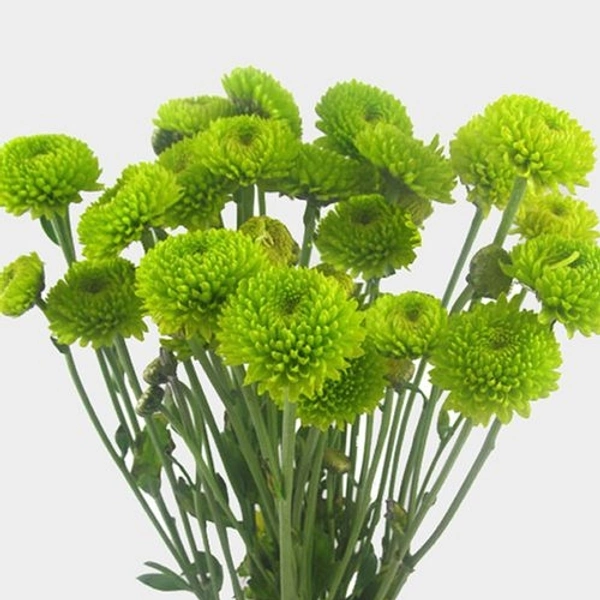 Green button chrysanthemum - green
