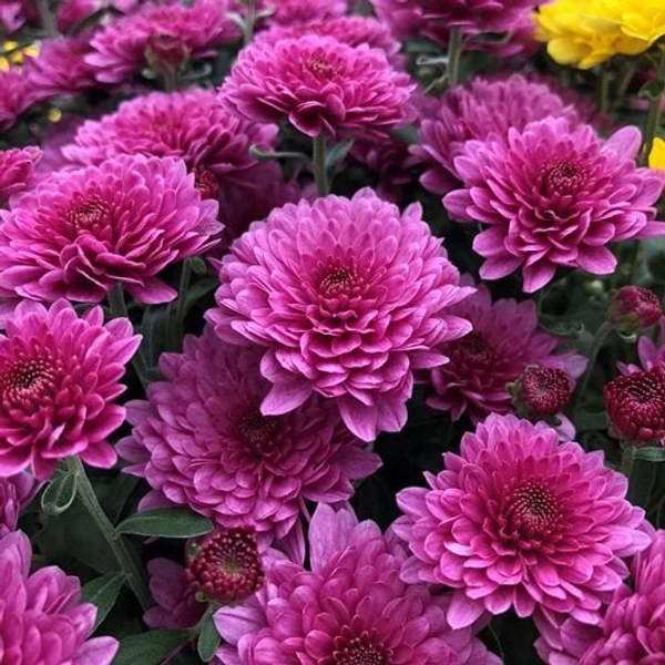 Pink Shawati chrysanthemum - Blush Pink