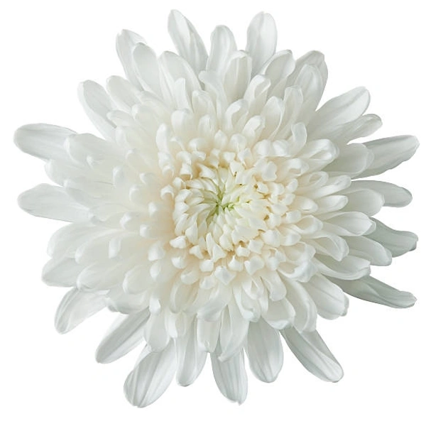 White chrysanthemum - White