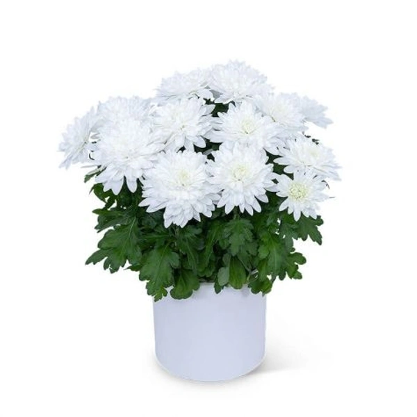 White chrysanthemum - White