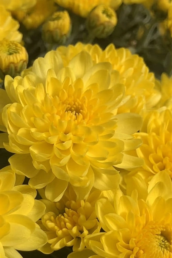 Yellow chrysanthemum - Yellow