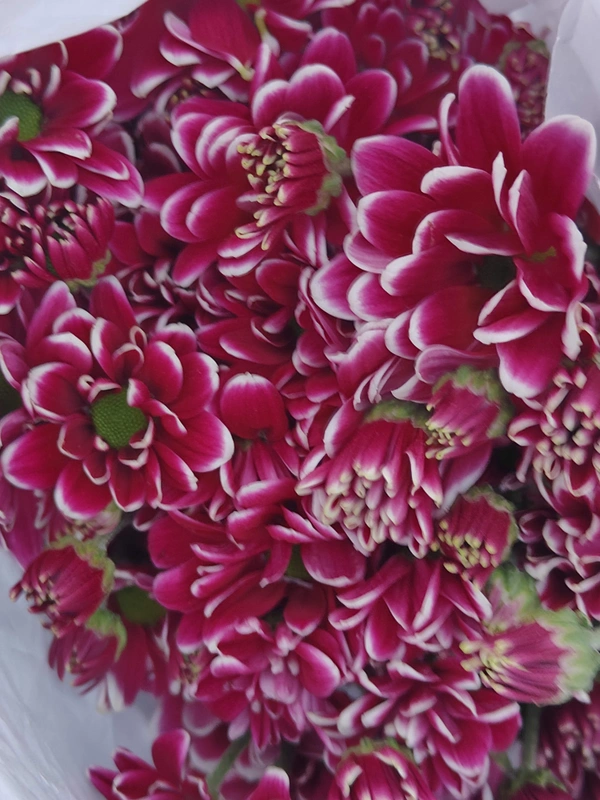 Border  chrysanthemum - border purple and white