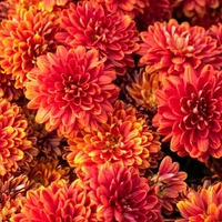 Orange   chrysanthemum - Web Orange