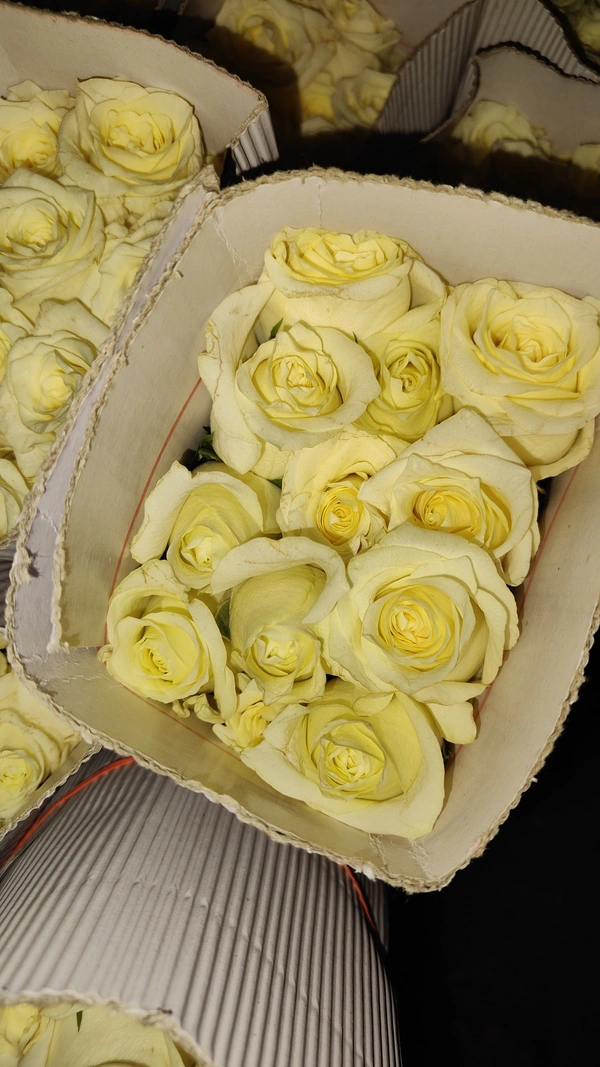White Roses  - White