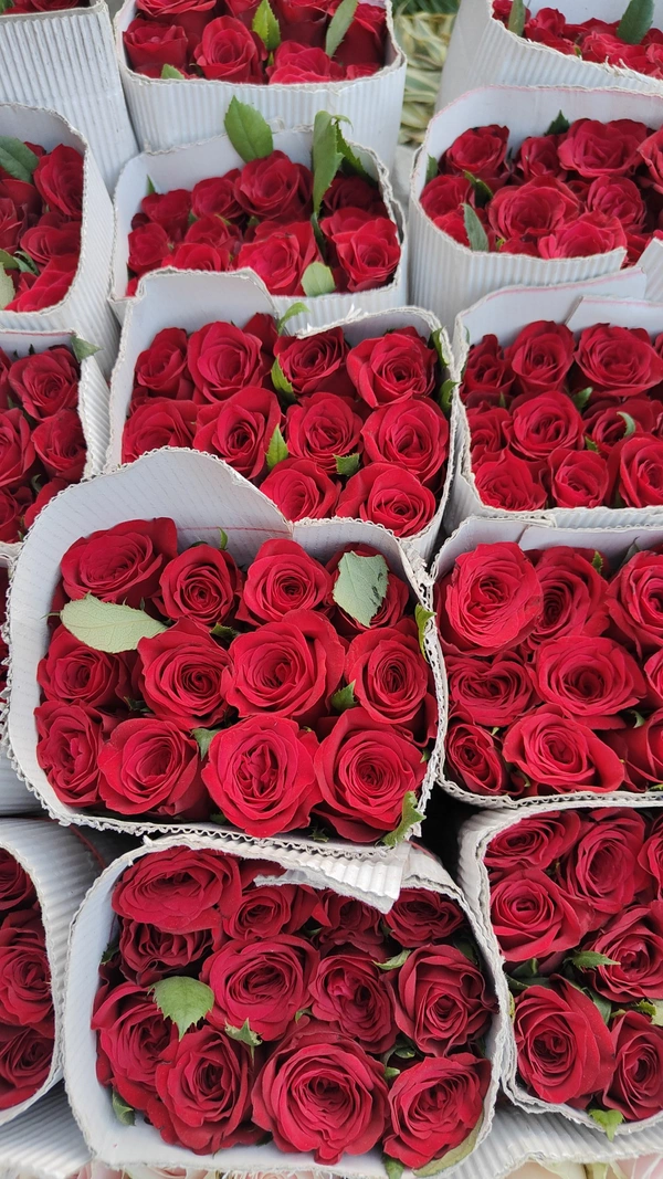 Red Rose  - Red