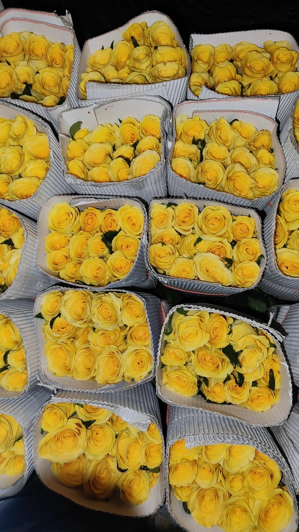 Yellow Roses  - Yellow