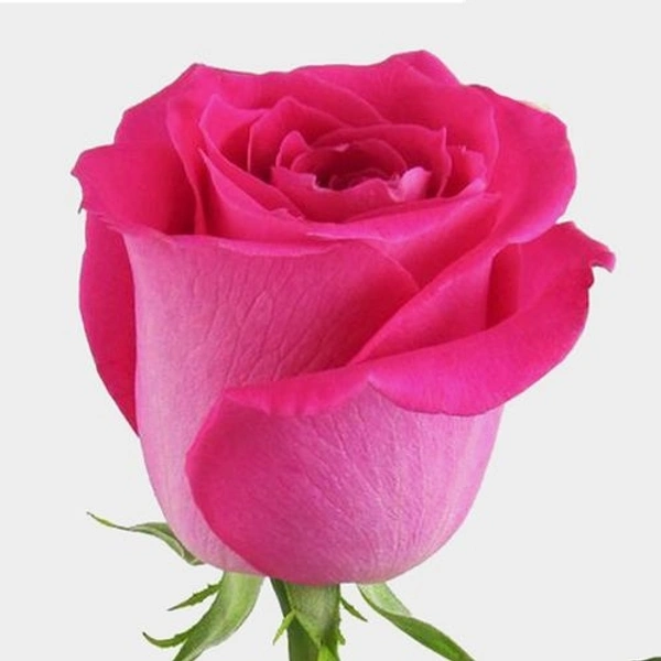 Dark Pink Roses  - Dark pink rose