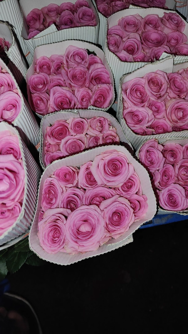 Light Pink  - Blush Pink