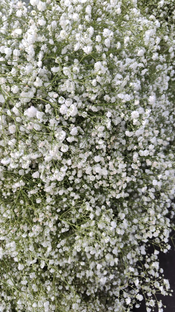 Gypsy  - White