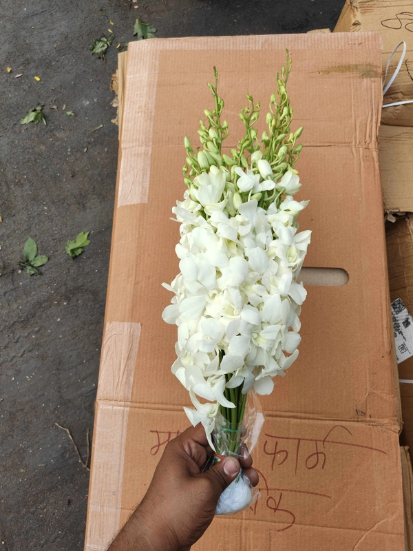 White Orchid  - White