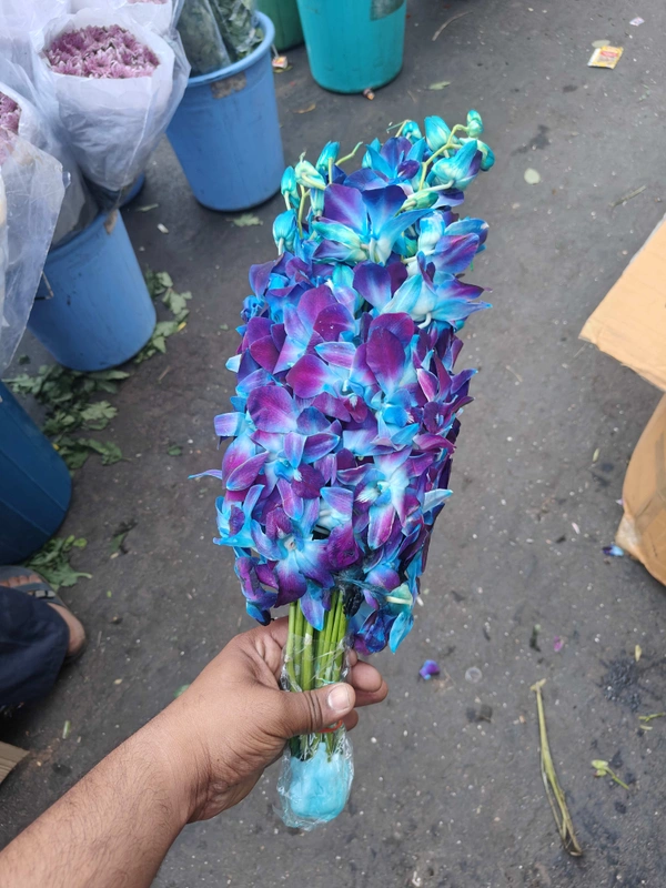 Blue Orchid  - Blue