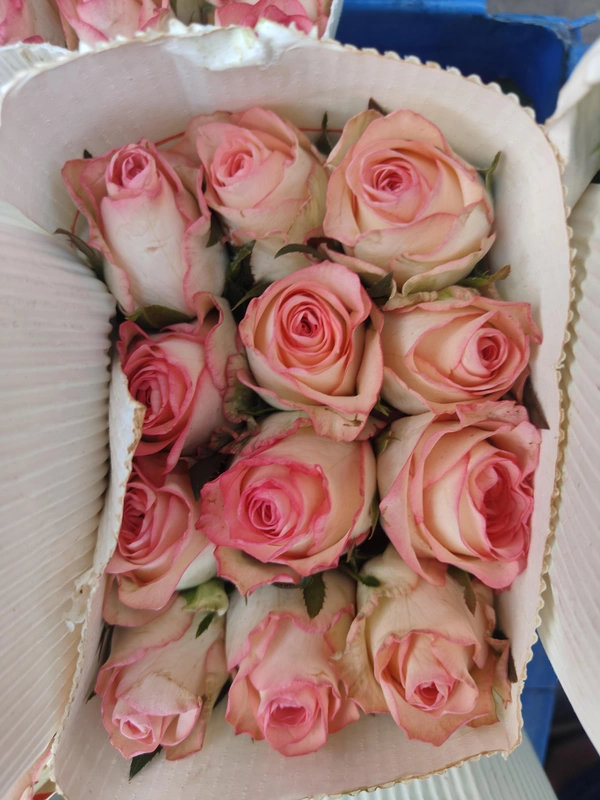 Jumilila Dutch Roses  - jumilia pink