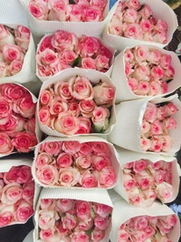 Jumilila Dutch Roses  - jumilia pink