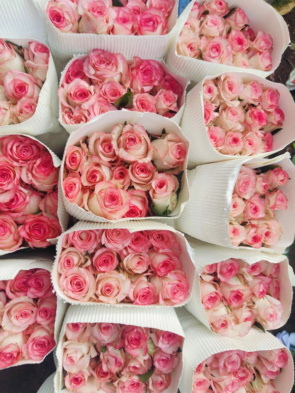 Jumilila Dutch Roses  - jumilia pink