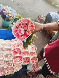 Jumilila Dutch Roses  - jumilia pink