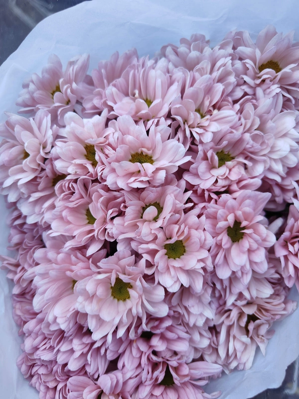 Chrysanthemum Pink Santini - Pink Lace