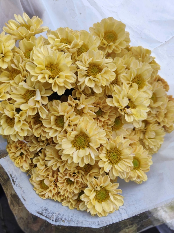 Chrysanthemum  Yellow Santini - Bright Sun