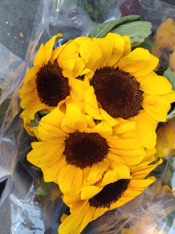 Sunflower 🌻 - Yellow