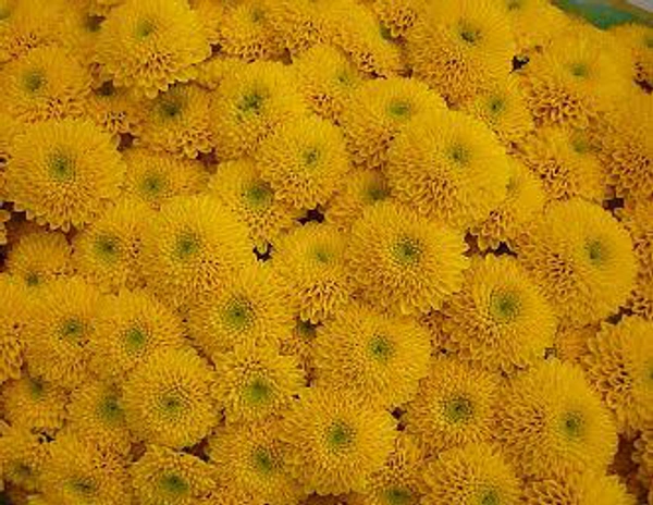 Yellow  Button Chrysanthemum  - Yellow