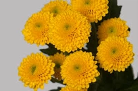 Yellow  Button Chrysanthemum  - Yellow
