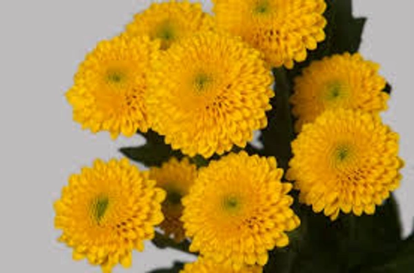 Yellow  Button Chrysanthemum  - Yellow
